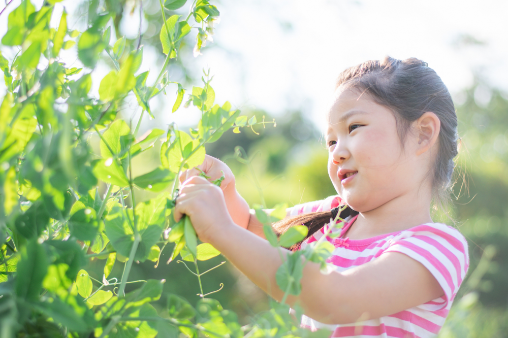 「家庭菜園」は食育・育菌におすすめ